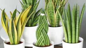 planten