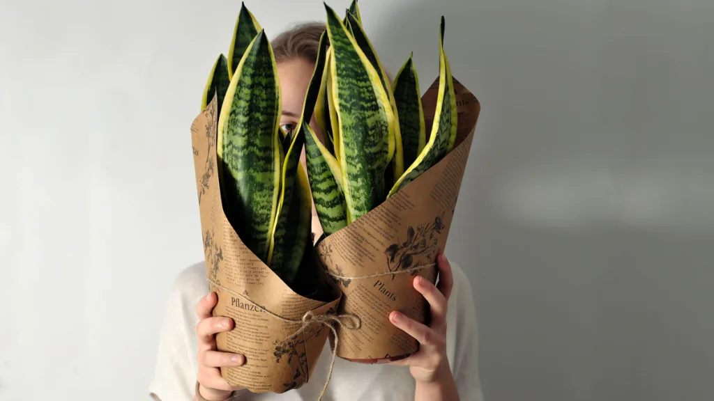 Geen pijlen, geen rozemarijn: 7 planten die in 2025 trendy zullen zijn voor huisdecoratie