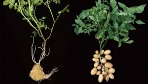 aardappel