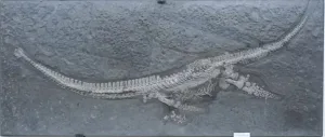 zeemonster