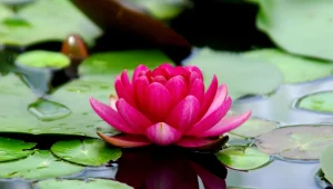 lotusbloemen 