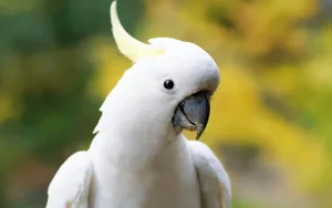 vogels