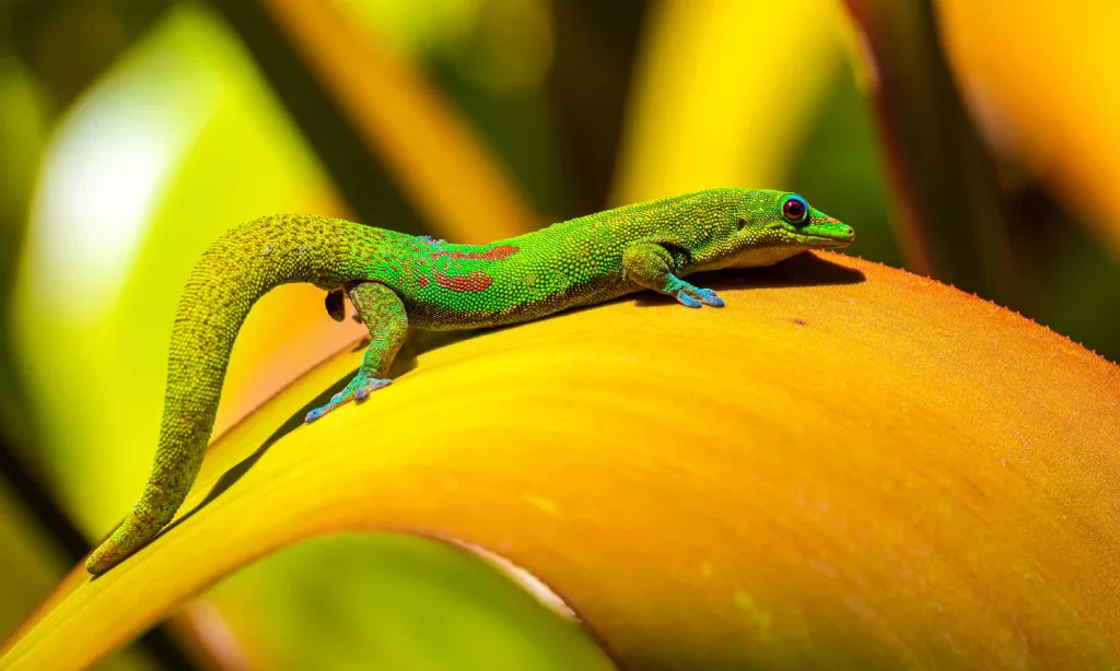 Hagedissen en salamanders in uw huis: wat betekent hun verschijning volgens deskundigen